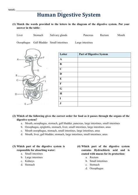 digestive system worksheet answers quizlet